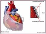 pericardium1