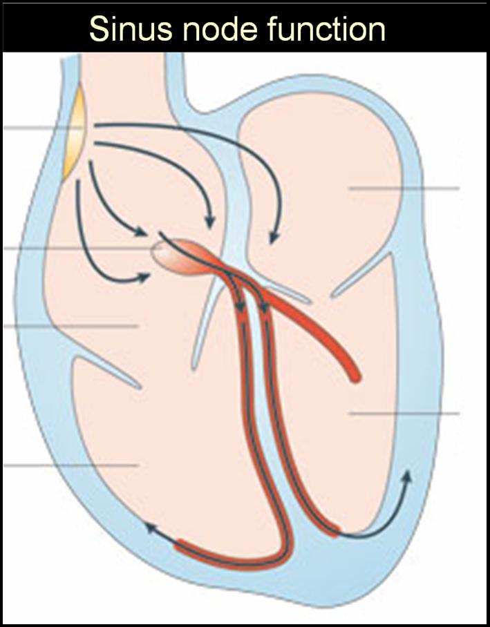 sinus-node