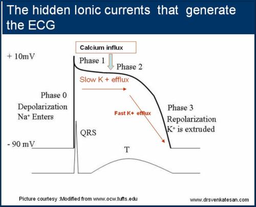 action potential ecg phase 0 sodium potasium depolaristion repolarisation