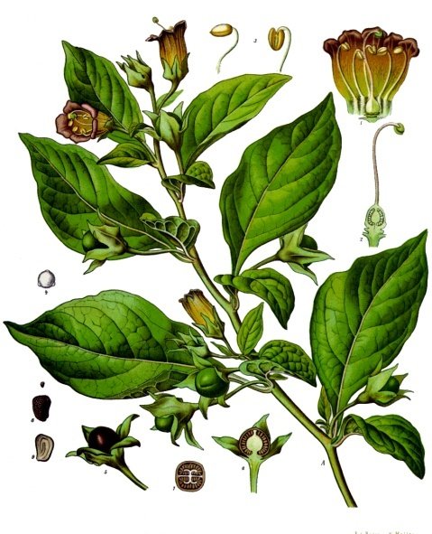 atropine leafs