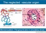 microcirculation shock cardiogenic&nbsp;septic