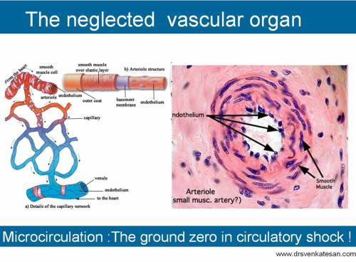 microcirculation shock cardiogenic septic