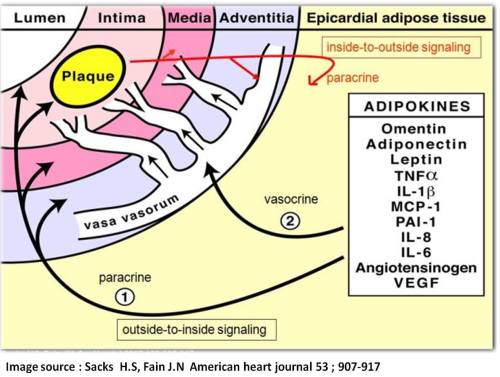 epicardial fat a dynamic depot athreosclerosis