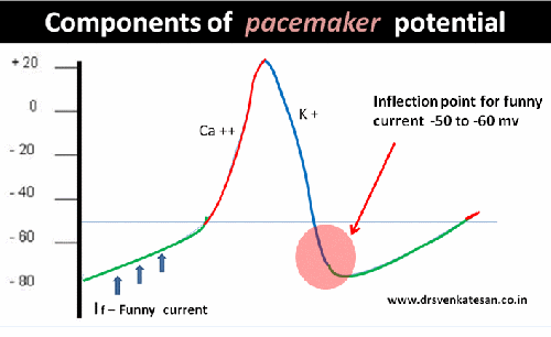 pacemaker current if funny current poential 003