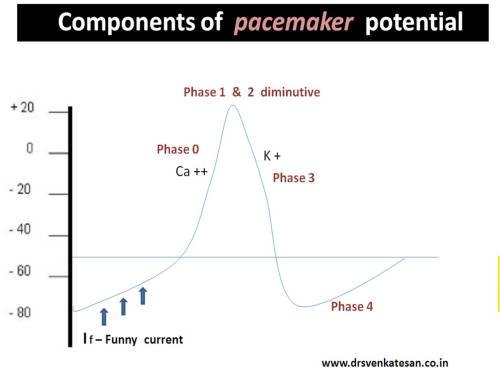 pacemaker  potential sa node 5