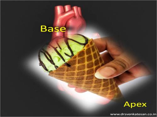 base of heart apex  waht is the shape of the heart