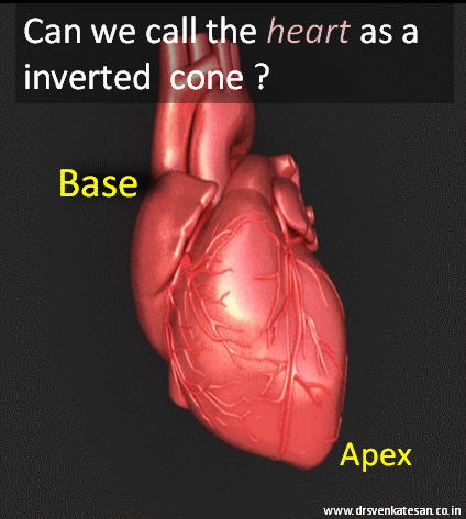 shape of the heart base and apex of heart