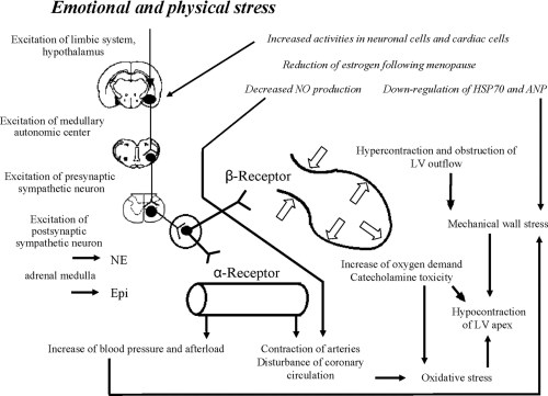 what is the mechanism of apical ballooning syndrome 2 takotsubo cardiomyopathy