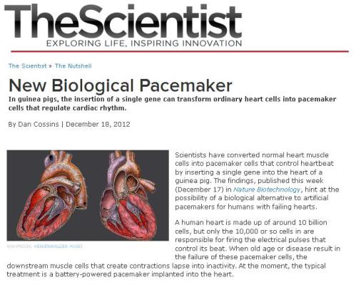 biological pacemaker