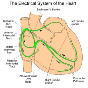 electrical CONDUCTION OF HEART