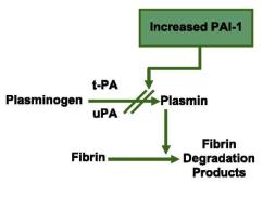 PAI plasminogen activator inhibitor