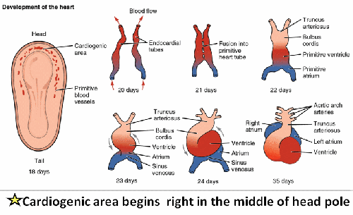 cardiac development embryology of heart