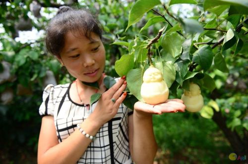 geentic basis of face development cono truncal facies