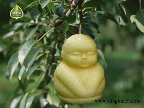 ginseng fruit cono truncal facies geentics of facial development