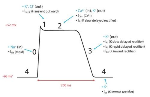 action potential cardiac