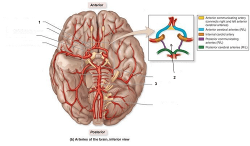 circle of willis