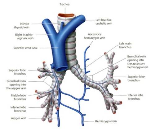 bronchial venous drainage bronchial circulation