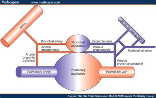 where does bronchial vein drain drainage circulation pulmonary vein saturation