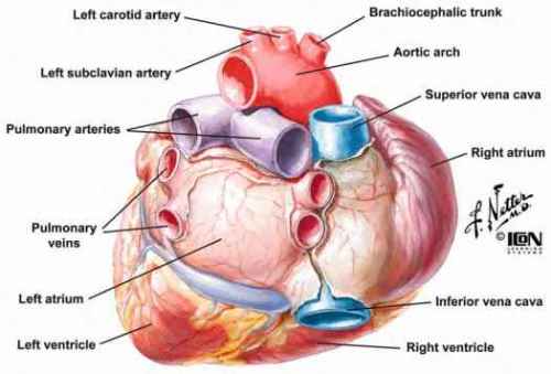 4415_21_26-heart-human-posteriorly