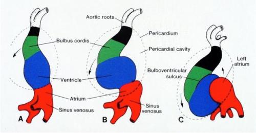 cardaic-looping-posterior-wall