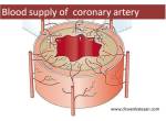 Blood supply of coroanry artery&nbsp;vasavasorum