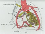 Blood supply of cardiac conduction&nbsp;system