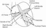How does AV node penetrate and branchinto right and left&nbsp;bundle