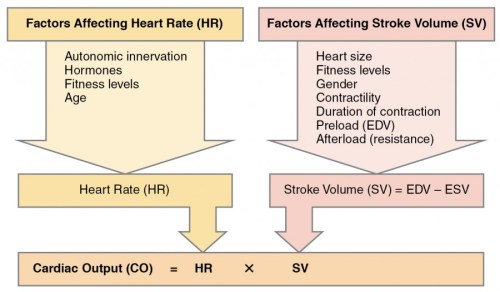 2031_Factors_in_Cardiac_Output